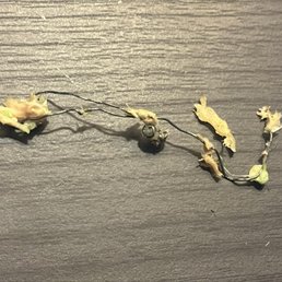 this metal wire was found inside of my Carnitas burrito - disgusting and very unsanitary