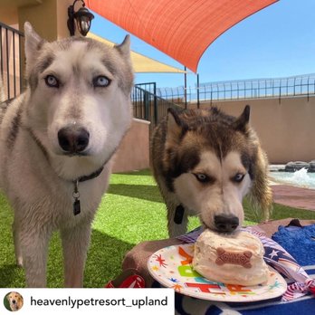 Heavenly Pet Resort - Dex eating Max's cake LOL Best Furriends - Pet Groomers Near Me - Upland, California