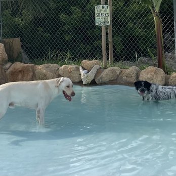 Good Times Dog Bar - My dog trying to get Toby in deeper it's his first time - Beer Bar Near Me - Flagler Beach, Florida
