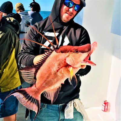 Hubbard's Marina - Nice hogfish from the 5 hr half day fishing trip at Hubbard's Marina - Madeira Beach, FL