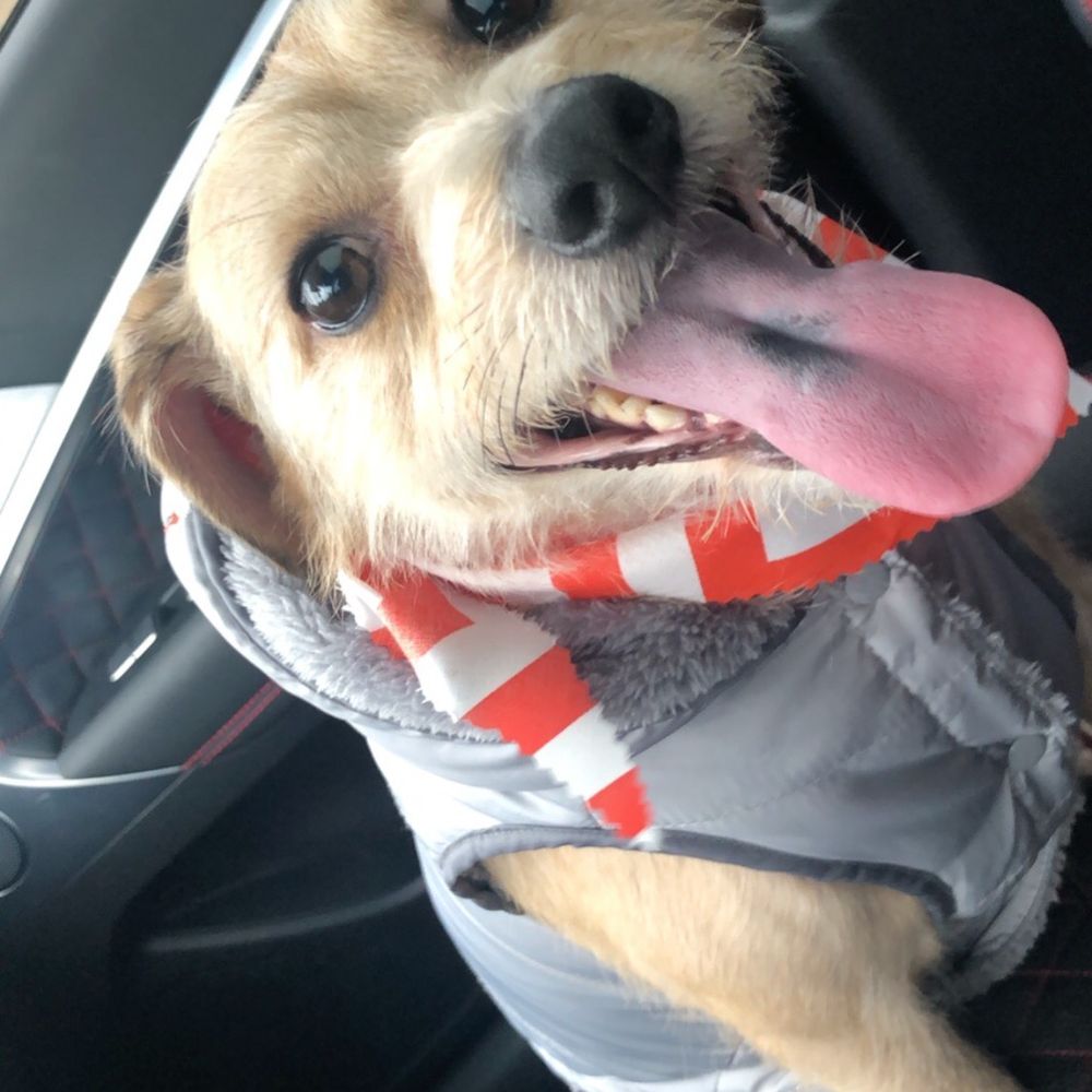 Bark'N Buddies - Dog - Pet Groomers Near Me - Little Elm, Texas Bark'N Buddies - Dog - Pet Groomers Near Me - Little Elm, Texas