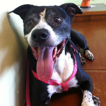 Aloha Veterinary Center - Sensi in the waiting room! - Veterinarians Near Me - Hilo, Hawaii Aloha Veterinary Center - Sensi in the waiting room! - Veterinarians Near Me - Hilo, Hawaii