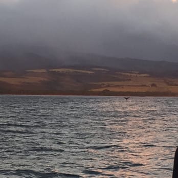 Capt Andy's - able to see whales or other water creatures at times - Boat Tours Near Me - Ele'ele, Hawaii Capt Andy's - able to see whales or other water creatures at times - Boat Tours Near Me - Ele'ele, Hawaii