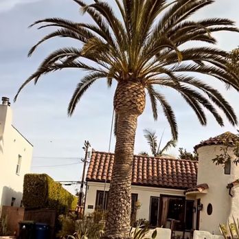 A&M Tree Service Care - Tree Services Near Me A&M Tree Service Care - Tree Services Near Me