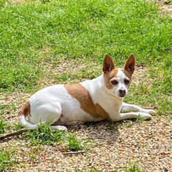 Dutchtown Animal Hospital