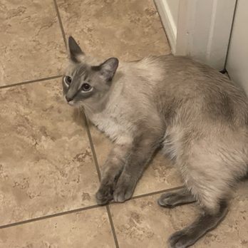 Ideal Air Conditioning and Insulation - Bleu is such a cooler happier camper! - Heating & Air Conditioning/HVAC Near Me - Phoenix, Arizona Ideal Air Conditioning and Insulation - Bleu is such a cooler happier camper! - Heating & Air Conditioning/HVAC Near Me - Phoenix, Arizona