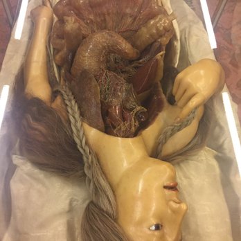 Museo Zoologico La Specola - Museums Near Me - Florence, FI Museo Zoologico La Specola - Museums Near Me - Florence, FI