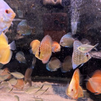 360 Aquatic - Discus - Local Fish Stores Near Me - Houston, Texas