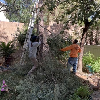Sagos Landscape Tree Service - Landscaping Near Me - North Las Vegas, Nevada Sagos Landscape Tree Service - Landscaping Near Me - North Las Vegas, Nevada