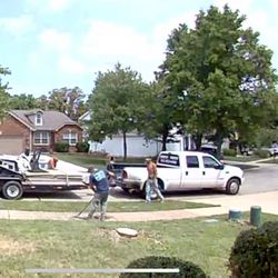 Simply Trees - Cleaning