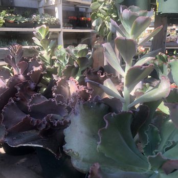 Green Thumb Nursery - Nurseries & Gardening Near Me - Lake Forest, California Green Thumb Nursery - Nurseries & Gardening Near Me - Lake Forest, California