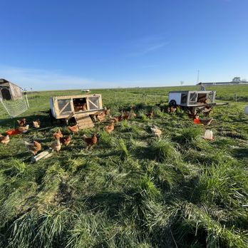 Verdant View Farm - Pasture Raised Chickens - Bed & Breakfast Near Me - Paradise, Pennsylvania