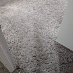 Total Living Carpet Cleaning - Before. Lots of pet dander that you cant see.