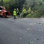 Photo of C.O. Tree Service