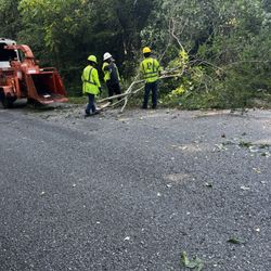 C.O. Tree Service - Tree trimming