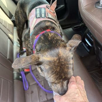 Smoothie King - Service dog drinking water we paid for. - Juice Bars & Smoothies Near Me - Germantown, Maryland