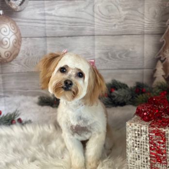 Barks and Bubbles Pet Grooming - Lucy - Pet Groomers Near Me - Friant, California
