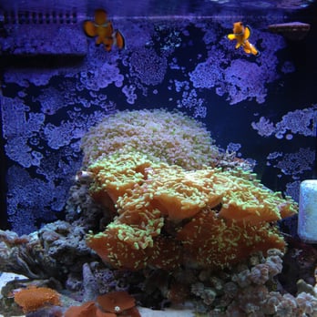 Oceans Aquarium Design - 24 gallon JBJ Nano Tank - Aquarium Services Near Me - Signal Hill, California