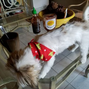 Pampered Pooch - Pet Groomers Near Me - Alsip, Illinois