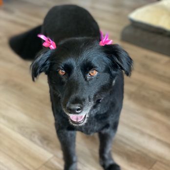 messy fur and paws grooming
