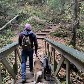 Conscious Dog Training - Dog Walkers Near Me