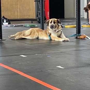 Strange Strength and Conditioning - Awesome dogs everyday at class - Trainers Near Me - North Hollywood, California Strange Strength and Conditioning - Awesome dogs everyday at class - Trainers Near Me - North Hollywood, California