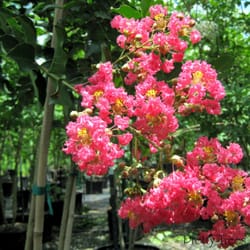 Pretty Trees Nursery - Crepe myrtle bloom