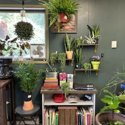 Wells Nursery - Easy low maintenance houseplants