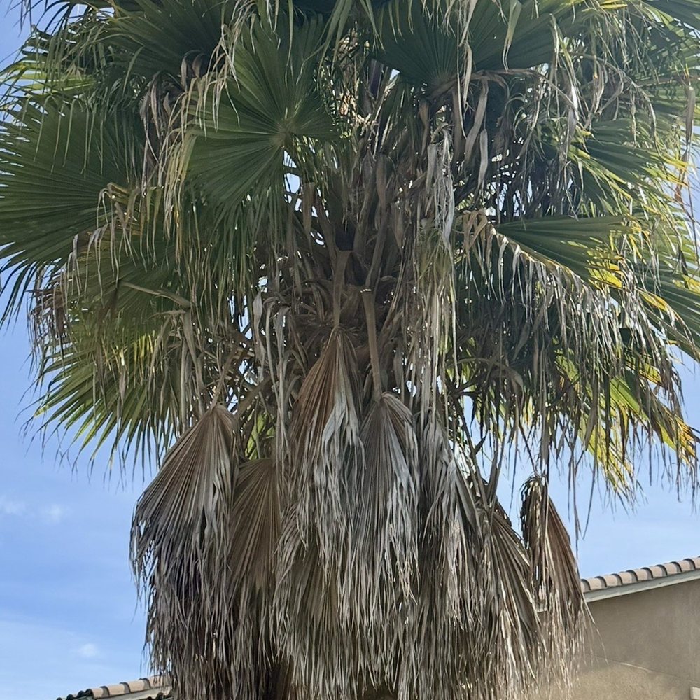 Nieto's Tree Care - Before - Tree Services Near Me Nieto's Tree Care - Before - Tree Services Near Me