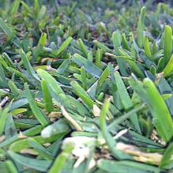 Silva Lawn & Garden