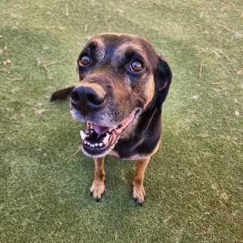 Camp Bow Wow - Pet Sitting Near Me - Duluth, Georgia