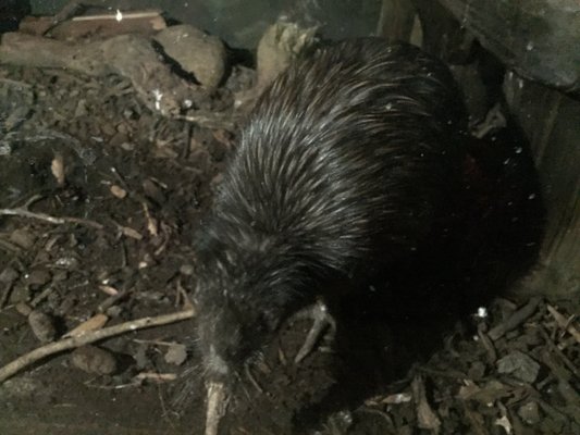 Wellington Zoo by null