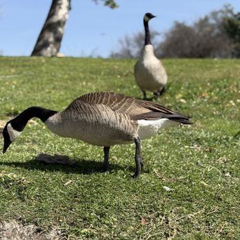 Frank G Bonelli Regional Park - Canada geese - Parks Near Me - San Dimas, California