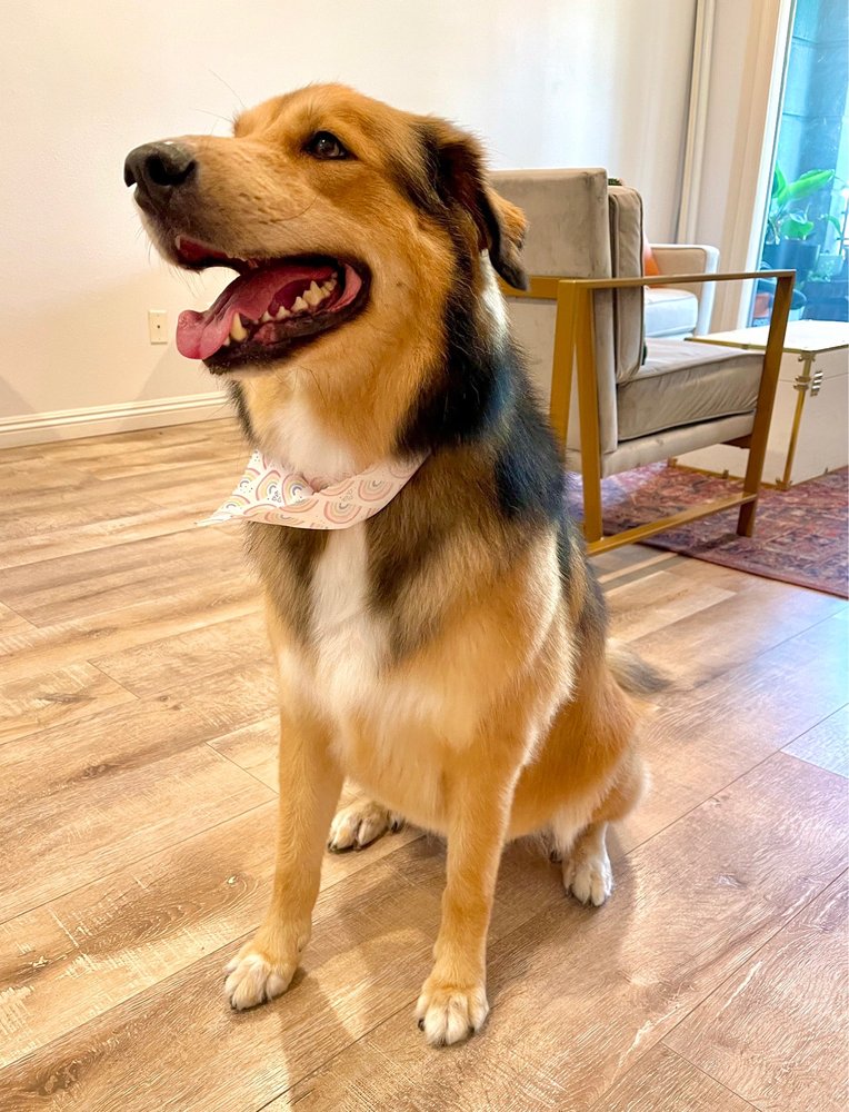 LIL SIS AN MOBILE GROOMING Updated June 2024 91 Photos & 15 Reviews Irvine, California