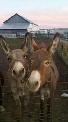 15% Off First Time Clients for Overnight Pet-Sits! - Call today to set up a meet & greet with me! I have experience with all sorts of animals in the home and on the farm. 15% Off First Time Clients for Overnight Pet-Sits! - Call today to set up a meet & greet with me! I have experience with all sorts of animals in the home and on the farm.