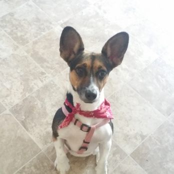 Pampered Pets Grooming Salon - Pet Groomers Near Me - Copperas Cove, Texas Pampered Pets Grooming Salon - Pet Groomers Near Me - Copperas Cove, Texas