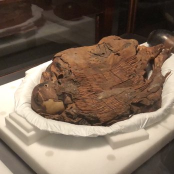 Field Museum - Museums Near Me - Chicago, Illinois