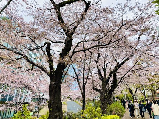 Tokyo Midtown by null