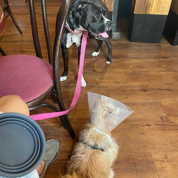 The Hound's Tale - Our pup making friends with the owner - New American Near Me - Williamsburg, Virginia