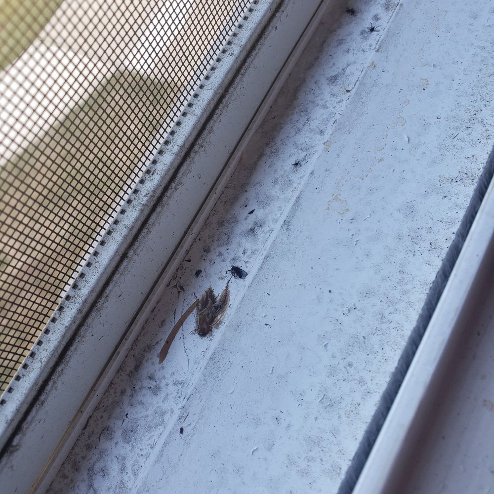 Evergreen Meadows Apts - roach dad. - Apartments Near Me - Edison, New Jersey Evergreen Meadows Apts - roach dad. - Apartments Near Me - Edison, New Jersey