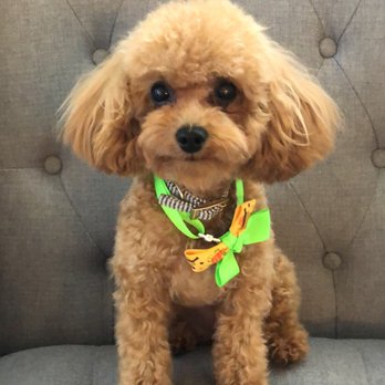 Lakeside Pet Spa - Toy poodle: teddy bear haircut, luxury package. - Pet Groomers Near Me - Plano, Texas Lakeside Pet Spa - Toy poodle: teddy bear haircut, luxury package. - Pet Groomers Near Me - Plano, Texas