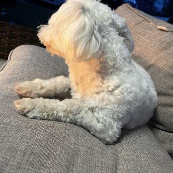Ami Pet Grooming - Pet Groomers Near Me - La Mirada, California