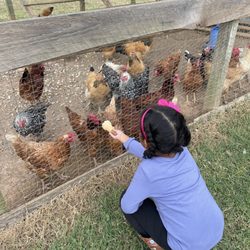 Lewis Farm