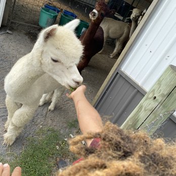 Outstanding Dreams Farm - Attraction Farms Near Me - Preston, Maryland