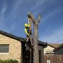 Photo of Green Image Tree Service