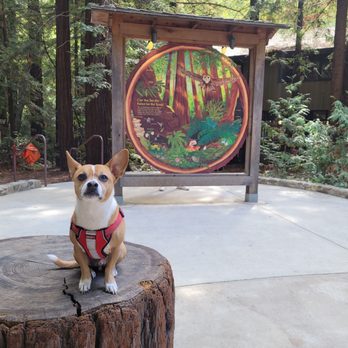 Pfeiffer Big Sur State Park - Parks Near Me Pfeiffer Big Sur State Park - Parks Near Me