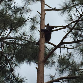 Bearizona - Bear cub up really high in a tree - Zoos Near Me - Williams, Arizona
