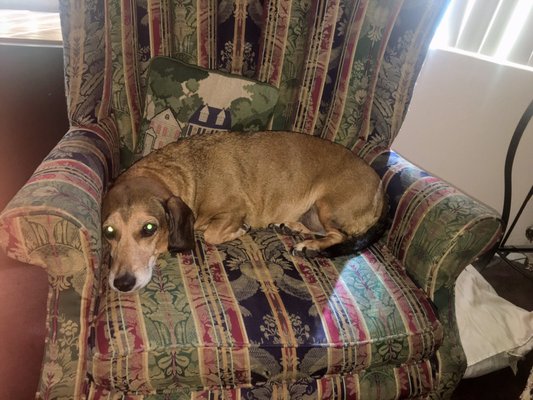 red rover mobile pet grooming