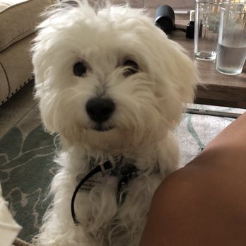 Mr Pet - Before - Pet Groomers Near Me - Fountain Valley, California
