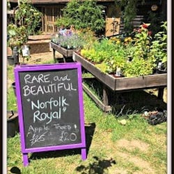 The Hop Shop - The only place around that grows this wonderful variety of apples. You can buy apples/ fresh apple juice / and apple trees here